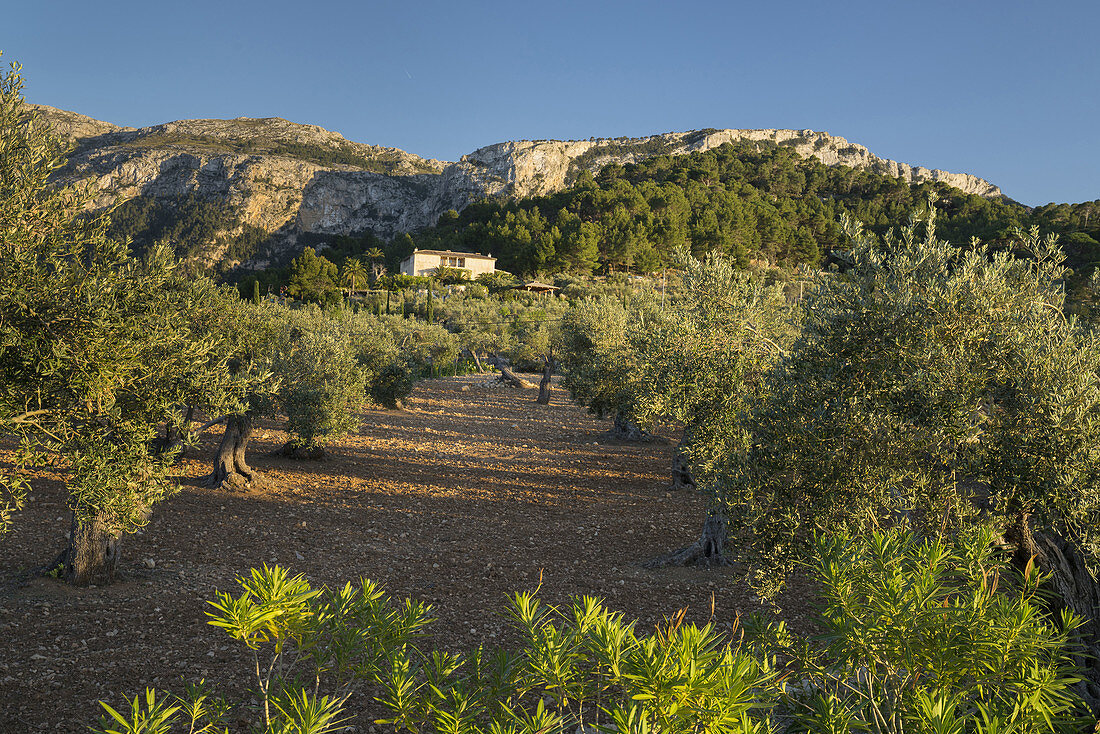 Olive trees at Deia, Mallorca, Balearics, Spain