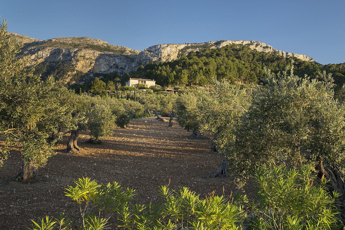 Olivenbäume bei Deia, Mallorca, Balearen, Spanien