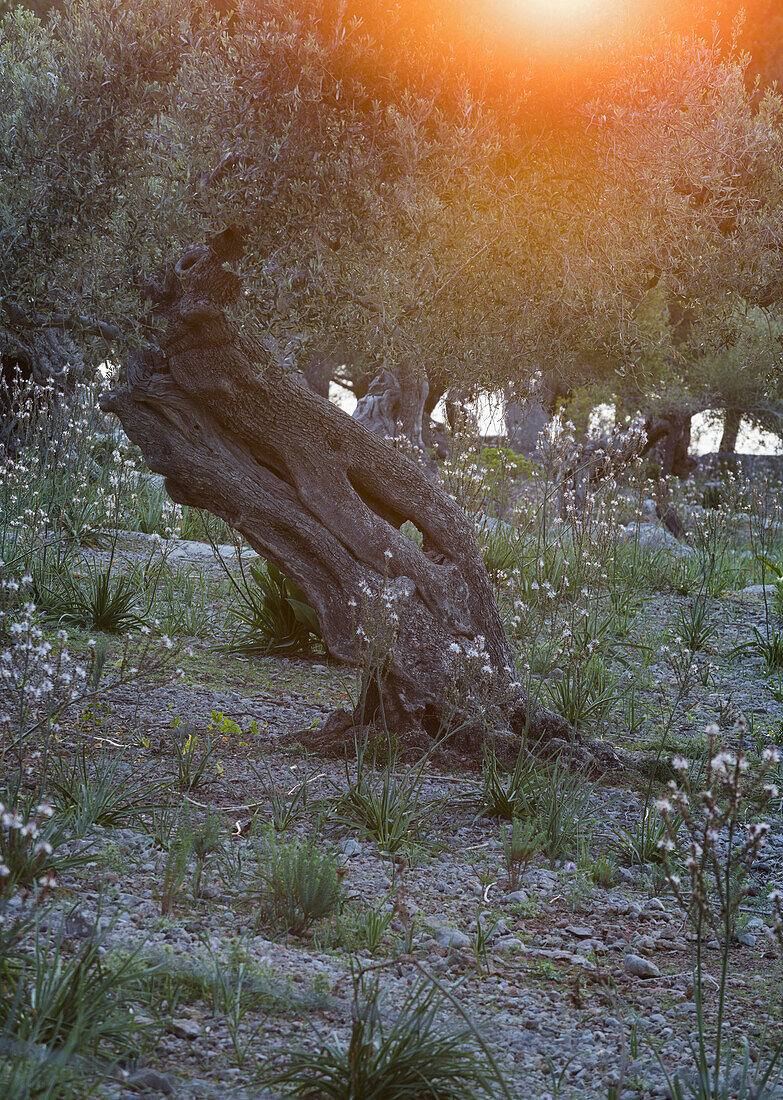 Olive trees at Deia, Mallorca, Balearics, Spain
