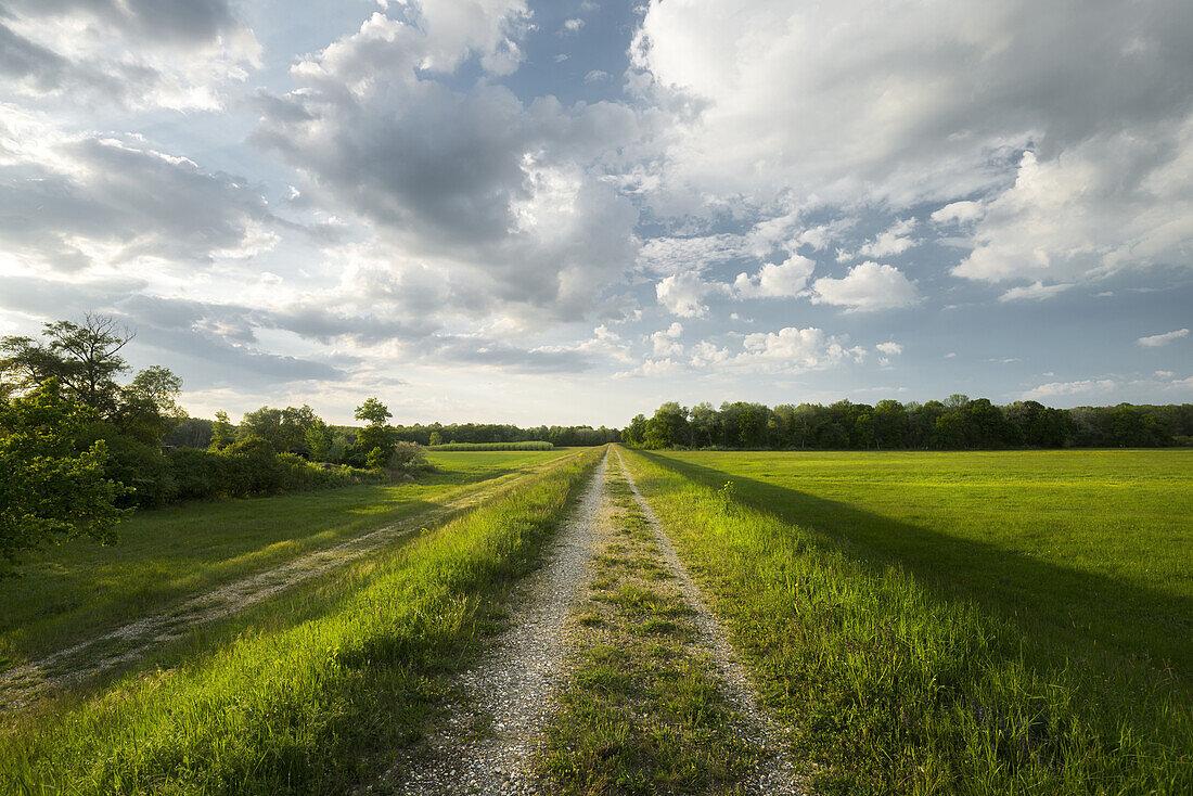 Karrenweg auf einem Damn bei den Marchauen, Marchegg, Weinviertel, Niederösterreich, Österreich