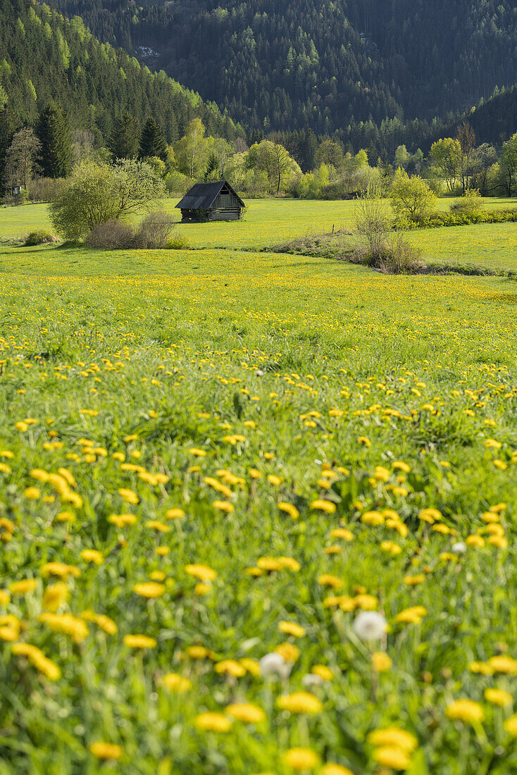 Blooming dandelion near Seckau, Holzhütte, Styria, Austria