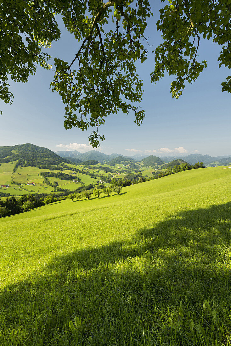 oberösterreichisches Alpenvorland nahe Maria Neustift, Oberösterreich, Österreich