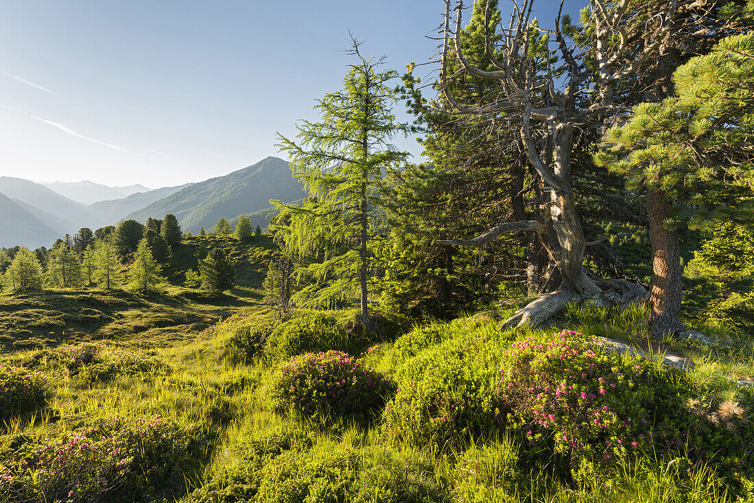 Blick vom Hirschbichl ins Defereggental, Hohe Tauern, Osttirol, Tirol, Österreich