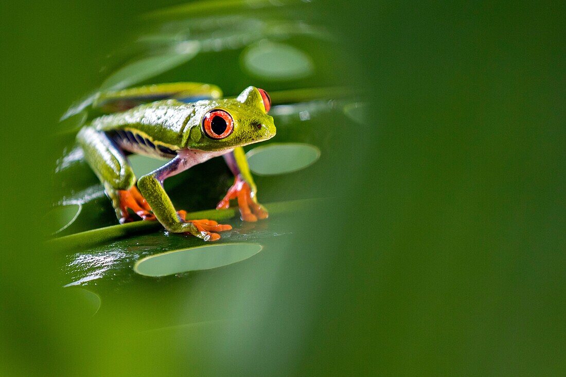 Red-eyed Tree Frog - La Laguna del Lagarto Lodge - Boca Tapada, San Carlos, Costa Rica [Controlled Specimen].