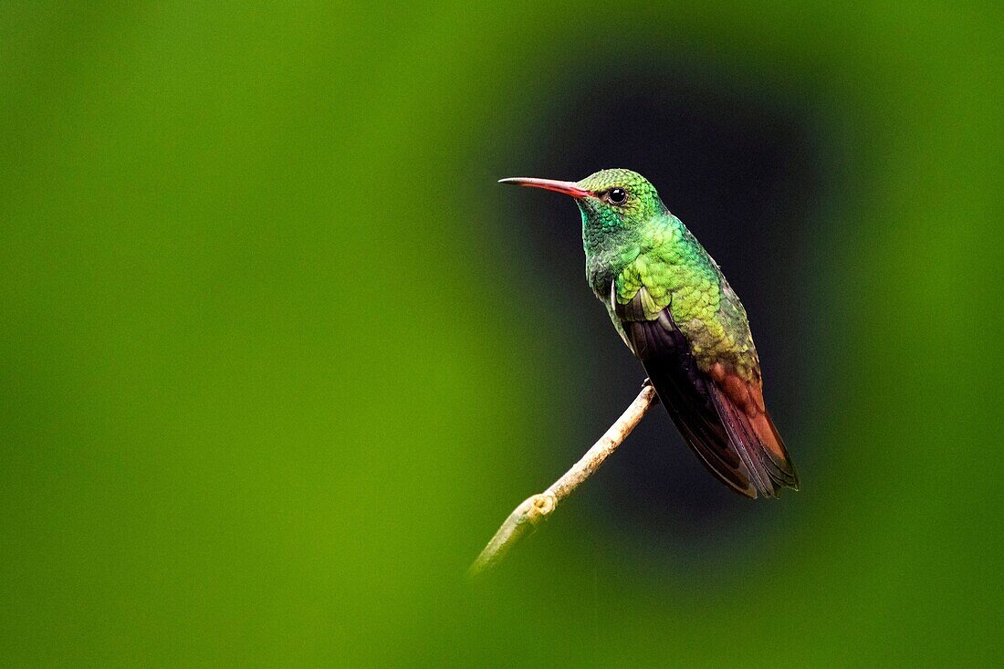 Rufous-tailed Hummingbird (Amazilia tzacatl) - Boca Tapada, San Carlos, Costa Rica.