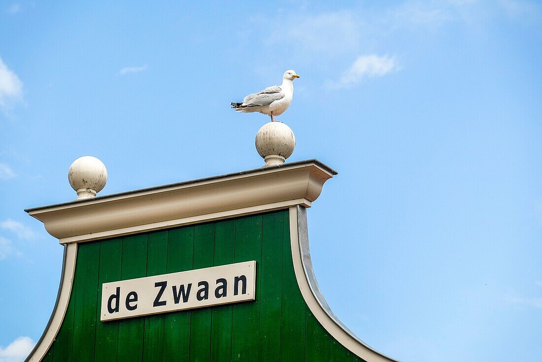 Seagul auf einem Haus namens "der Schwan", Zaandam, Niederlande.