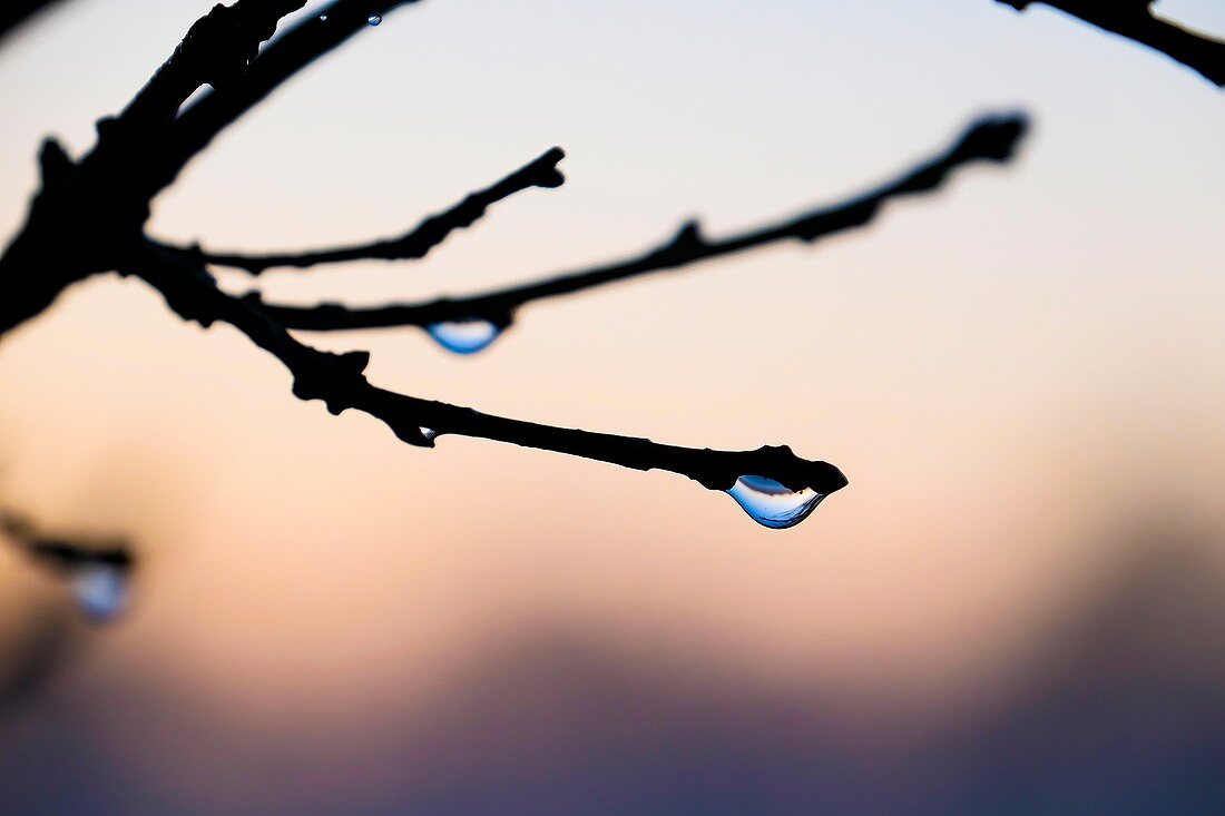 Nahaufnahme von Wassertropfen auf einem Zweig.