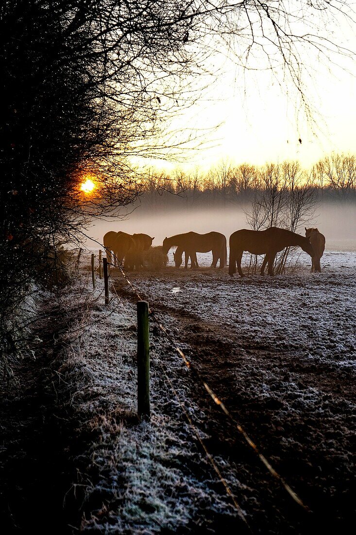 Niederländische neblige Winterlandschaft mit Pferden und Sonnenuntergang.