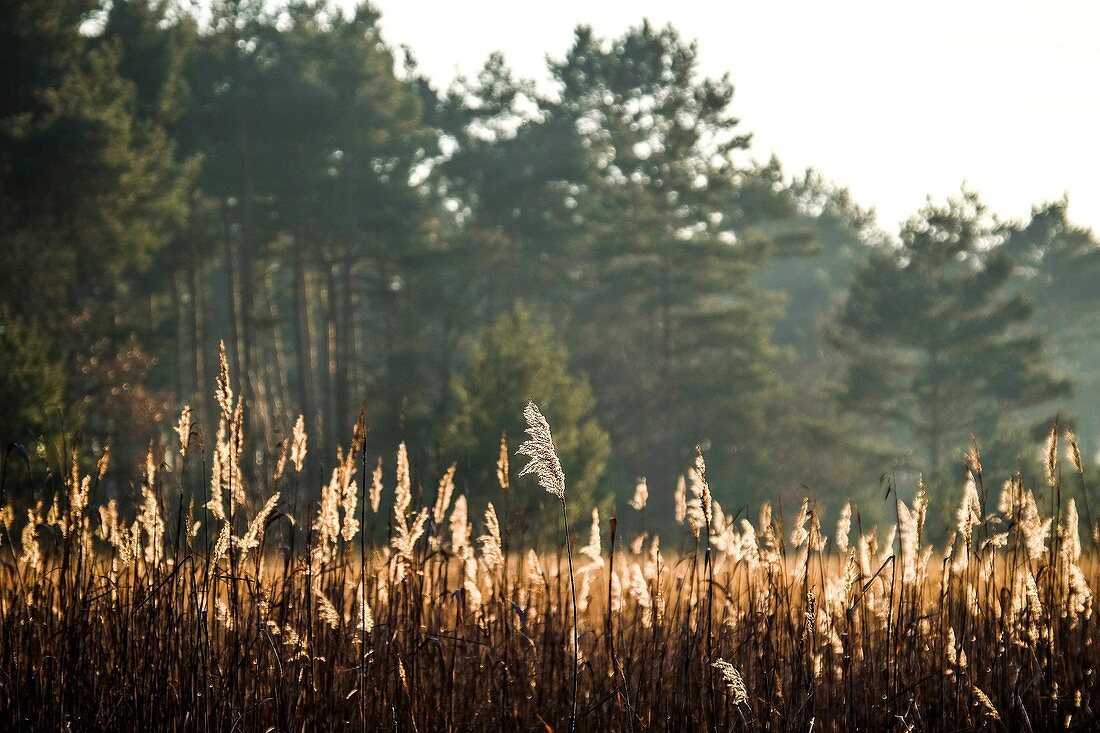 High phragmites bathing in sunlight in front of the woods.