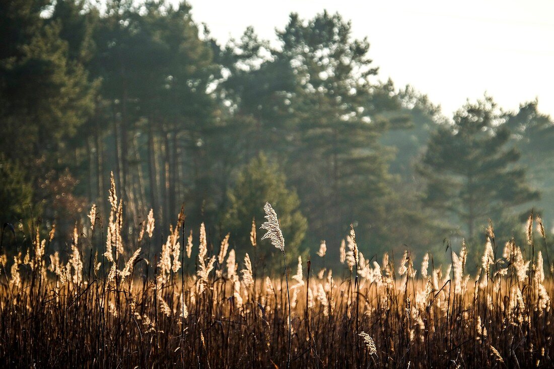 Hohe Phragmites baden im Sonnenlicht vor dem Wald.