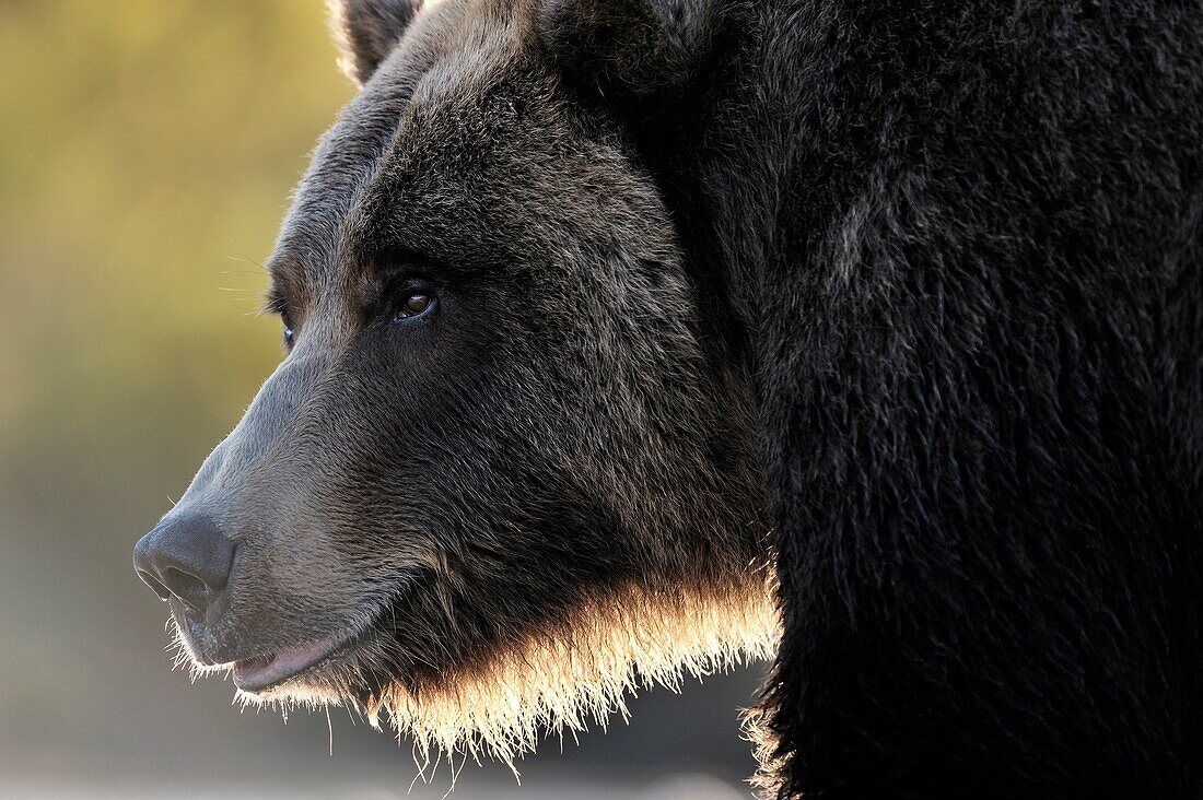 Grizzly Bear (Ursus arctos horribilis) portrait, close up and backlit, Kinak bay, Katmai national park, Alaska, USA.