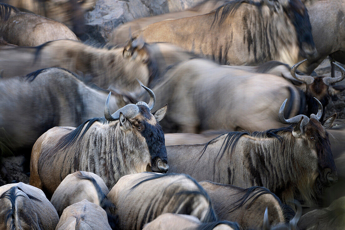 Wildebeest (Connochaetes taurinus), gnu, herd close up with partly motion blur, Serengeti national park, Tanzania.