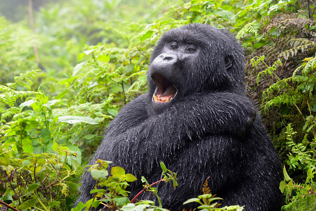 Mountain Gorilla (Gorilla gorilla beringei) female from the Agasha group, portrait in rain and yawning, Volcanoes national park, Rwanda.