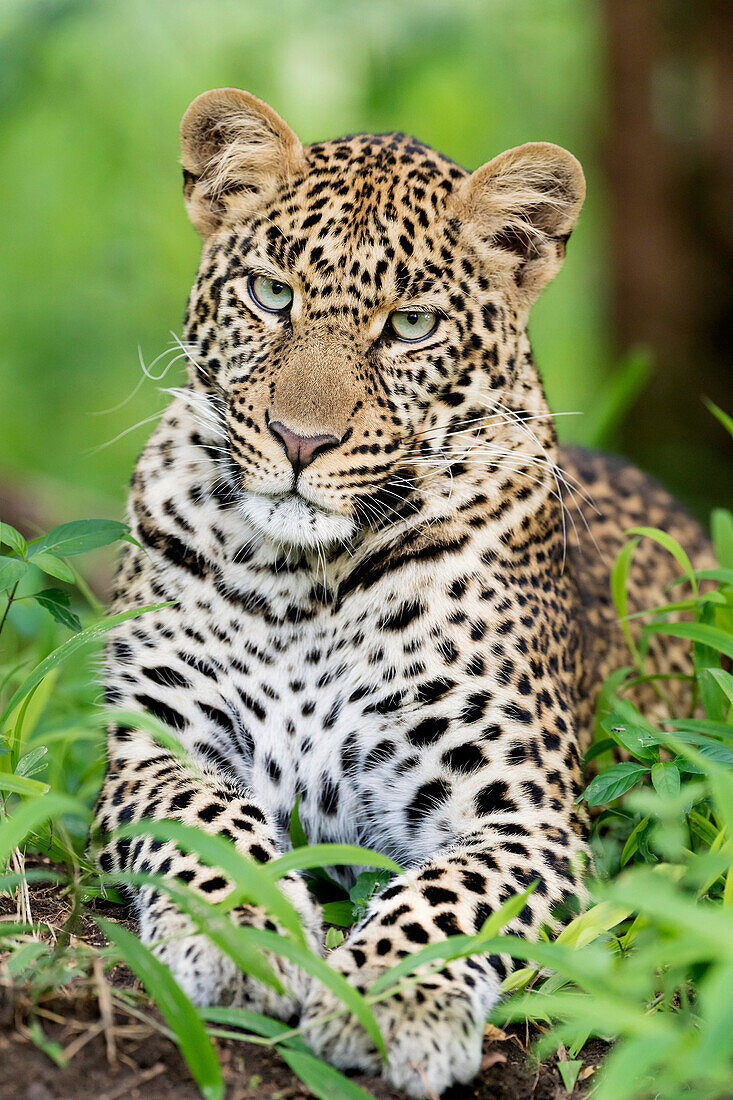 African Leopard (Panthera pardus) lying down in forest, looking at camera, Masai Mara national reserve, Kenya.