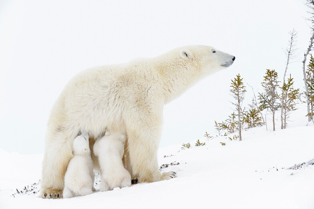 Polar bear mother (Ursus maritimus) feeding two new born cubs, Wapusk National Park, Manitoba, Canada.