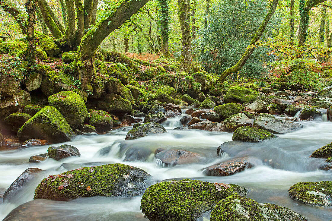 Dewerstone Wood in autumn, Dartmoor National Park, Devon, England.