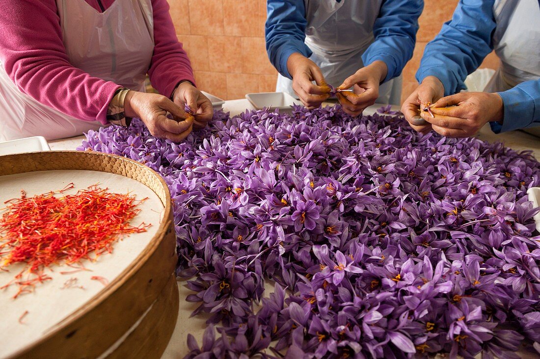 Women collecting stigmas from saffron crocus flowers. madridejos. spain. Saffron is the stigma of the crocus flower, which originally came from Asia Minor. Saffron is called Azafrán in Spanish. Today almost three-quarters of the world's production of saff