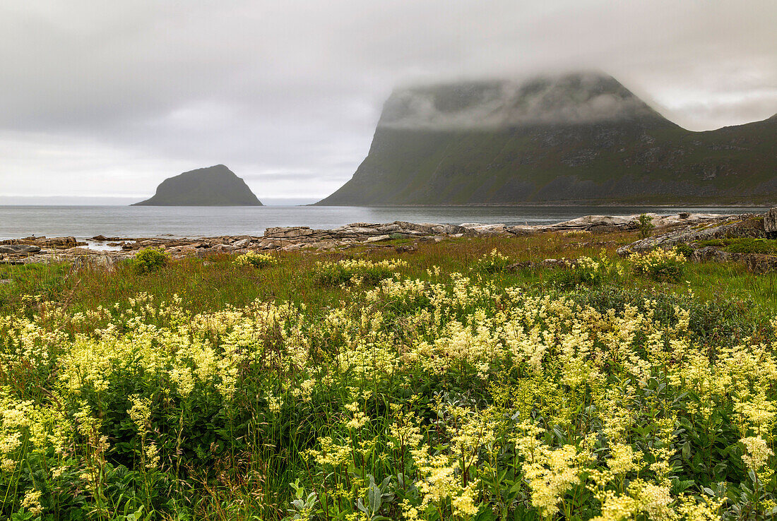 Haukland beach with meadowsweet in the for ground and fog lying over the mountain in the background with cloudy weather, Lofoten Islands, Norway.