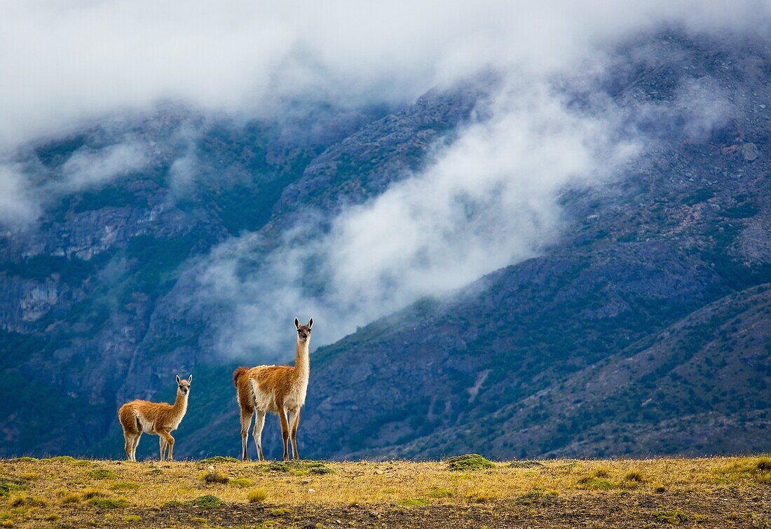 The guanaco (Lama guanicoe) is a camelid native to South America that stands between 1 and 1. 2 metres (3 ft 3 in and 3 ft 11 in) at the shoulder and weighs about 90 kg (200 lb). The colour varies very little (unlike the domestic llama), ranging from a li