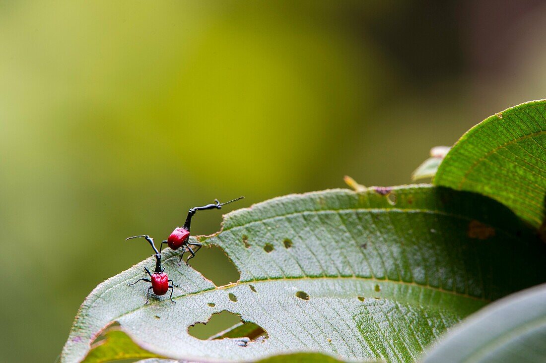 The giraffe weevil (Trachelophorus giraffa) is a weevil endemic to Madagascar. , Perinet Reserve, Madagascar.