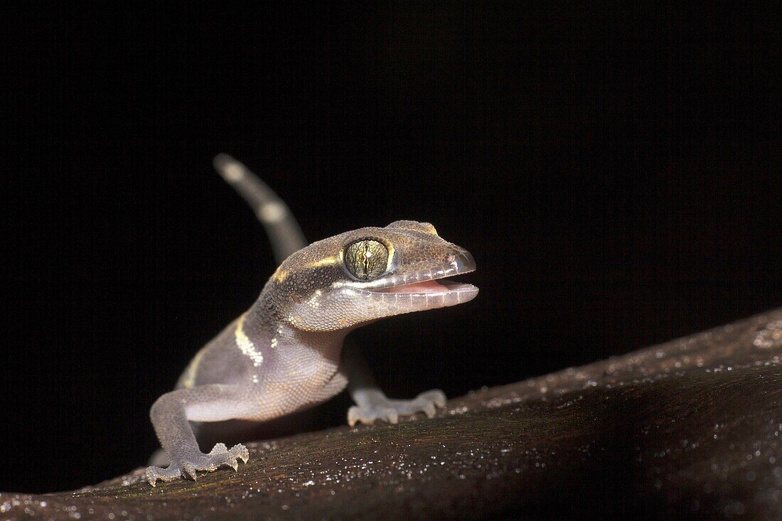 Gecko, Geckoella deccanensis, Matheran, Maharashtra, India.