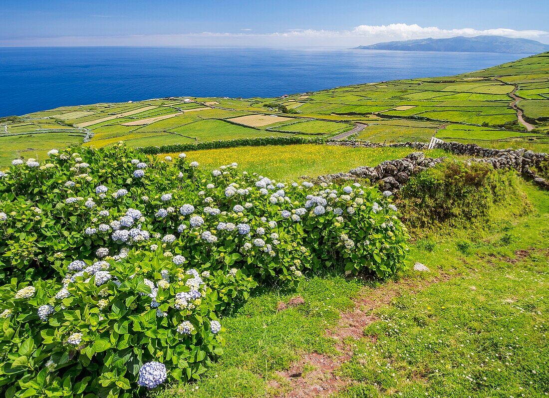 Portugal, Azores, Corvo, Hortensias on the island.