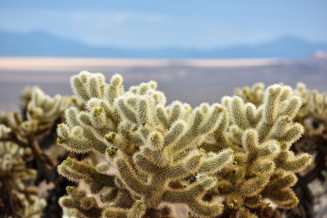 Cholla Kaktus im Joshua Tree Nationalpark, Süd Kalifornien, USA, Amerika