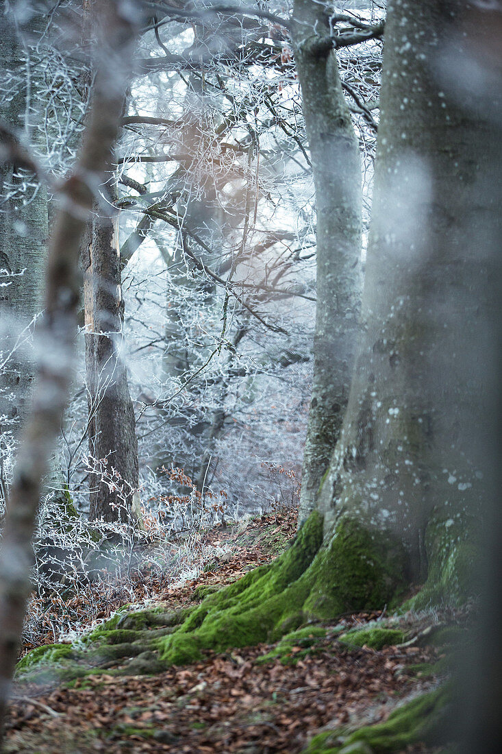 Mit Frost bedeckter Wald, Allgäu, Bayern, Deutschland