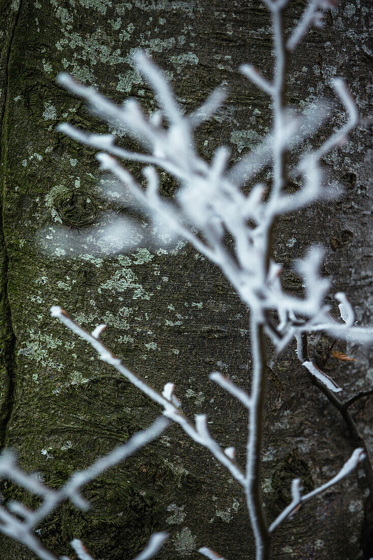Mit Frost bedeckte Äste eines Baumes, Allgäu, Bayern, Deutschland