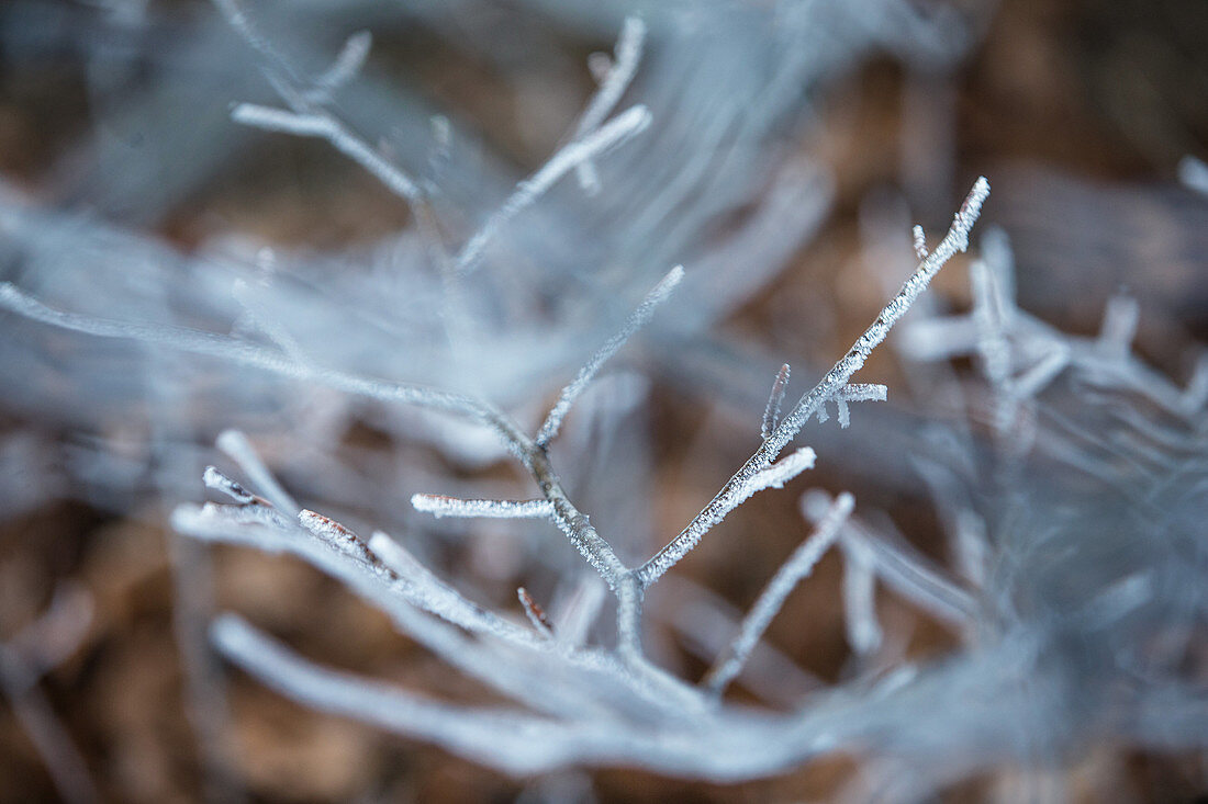 With frost covered branches of a tree, Allgaeu, Bavaria, Germany