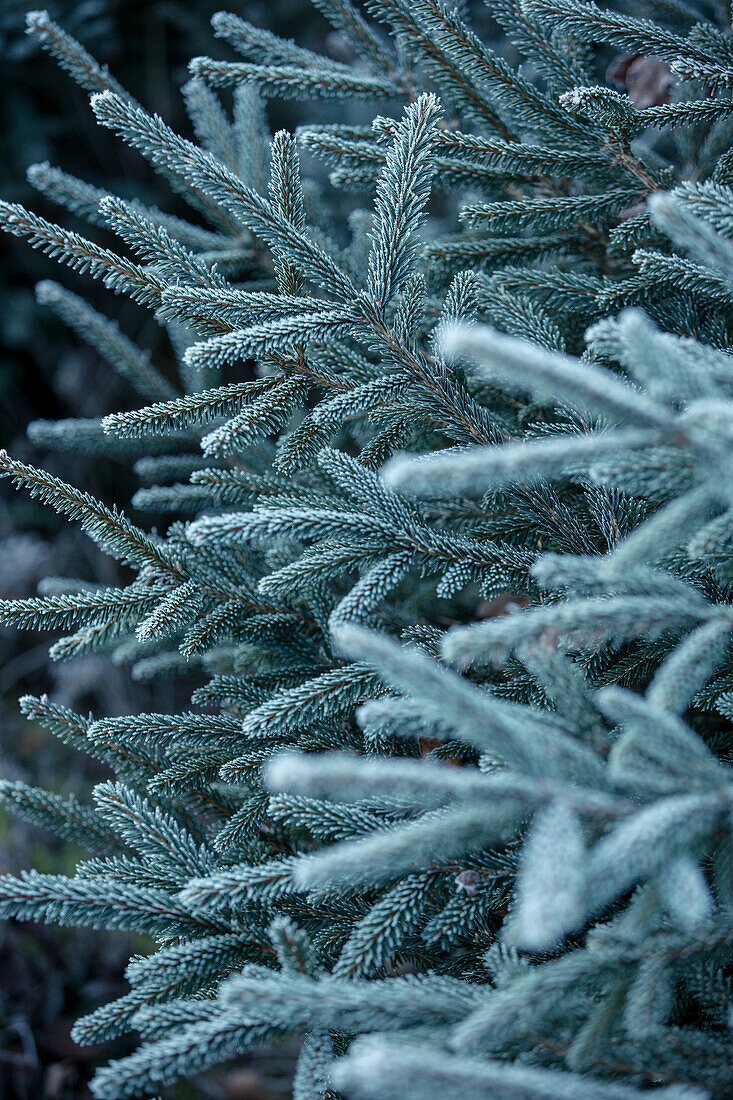 Frost covered fir branches, Allgaeu, Bavaria, Germany