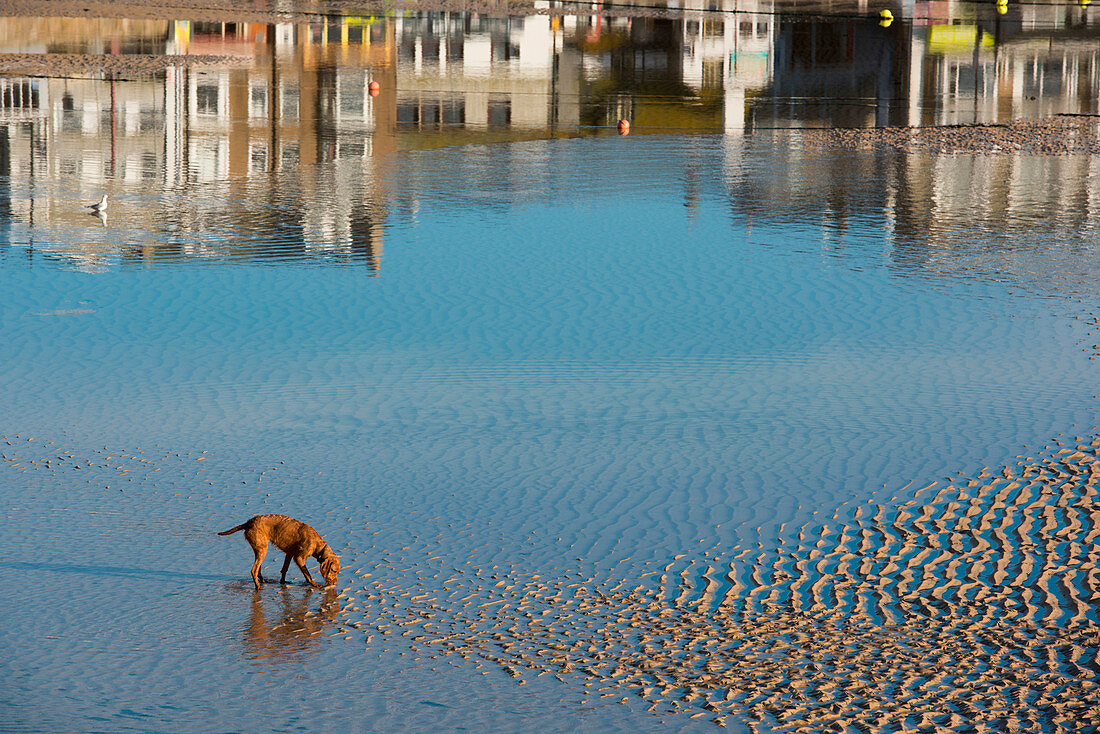 Dog and reflection of buildings in harbor at low tide