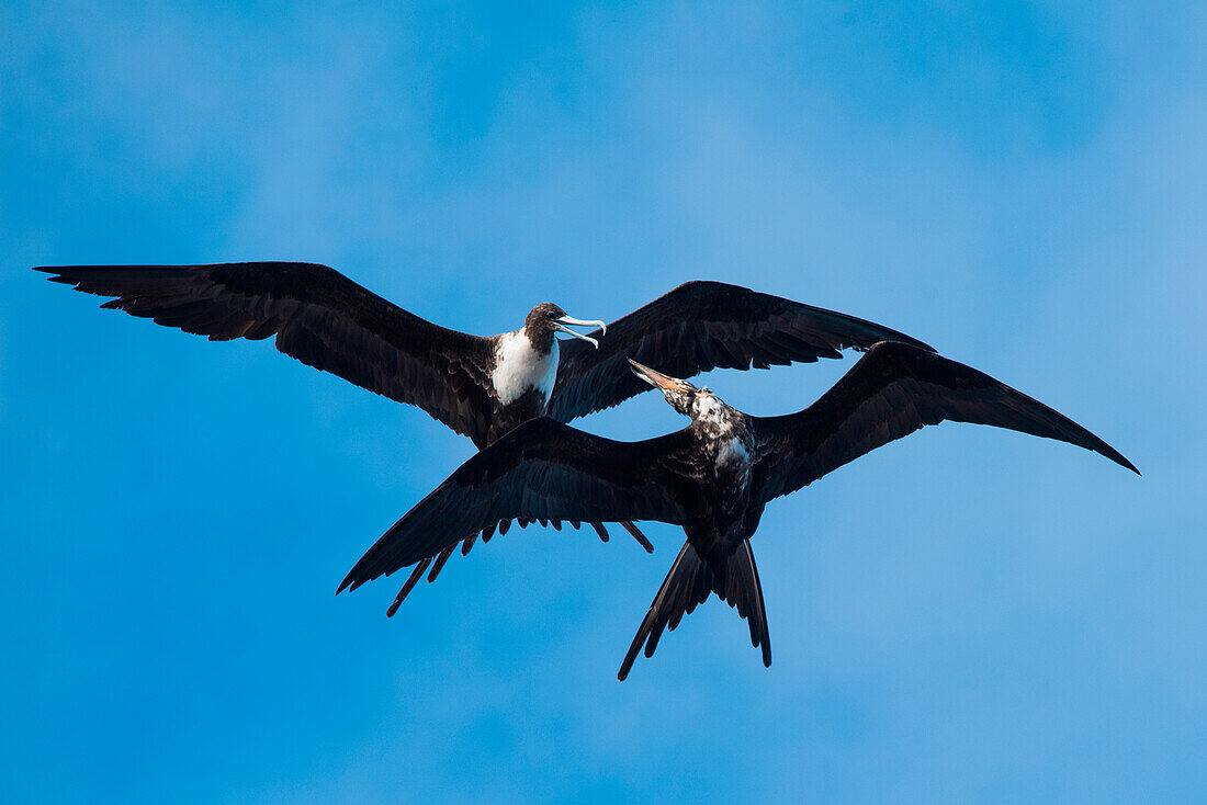 Zwei Fregattvögel im Flug, nahe Sankt-Peter-und-Sankt-Pauls-Felsen, Atlantischer Ozean, nahe Brasilien, Südamerika