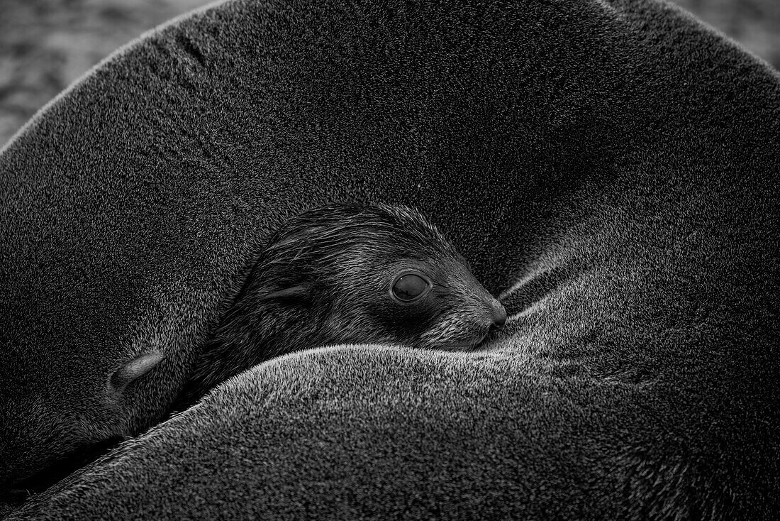 Ein neugeborener Seehund verbringt die erste Stunde seines Lebens in der Wärme und Geborgenheit vom Fell seiner Mutter, Stromness, Südgeorgien, Antarktis