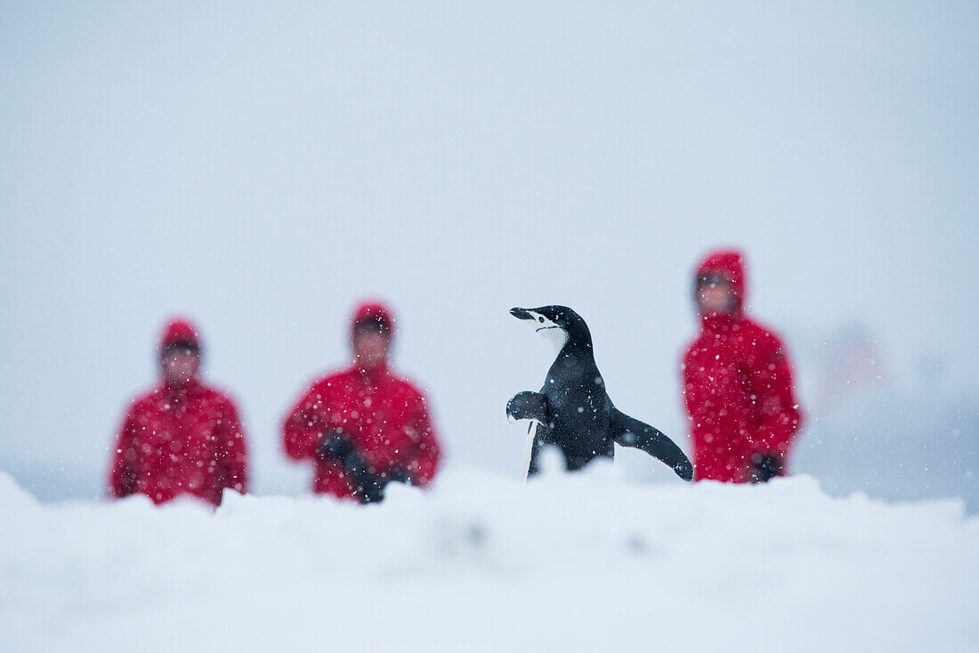 Chinstrap penguin (Pygoscelis antarctica) with three passengers of expedition cruise ship MS Bremen (Hapag-Lloyd Cruises) behind
