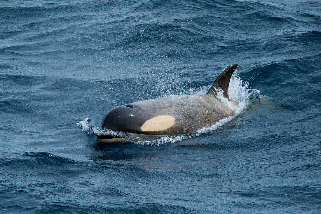 Ein Orca Killerwal (Orcinus orca), nahe Paulet Island, Antarktische Halbinsel, Antarktis