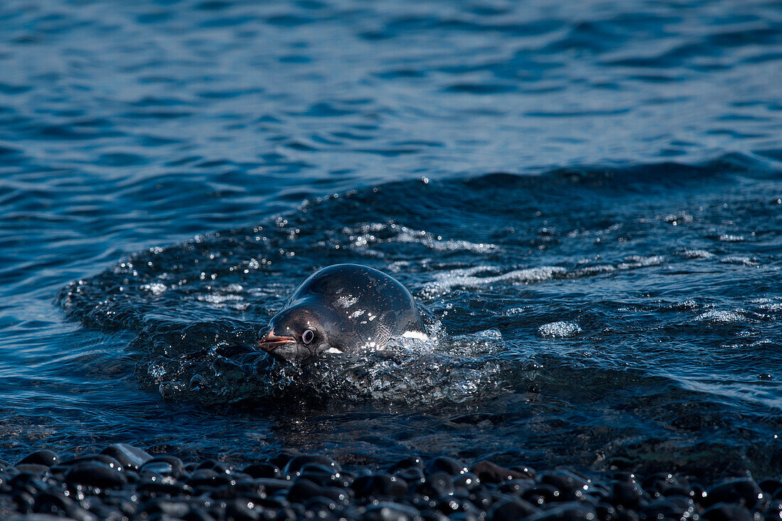 Adelie penguin (Pygoscelis adeliae) in water while coming ashore