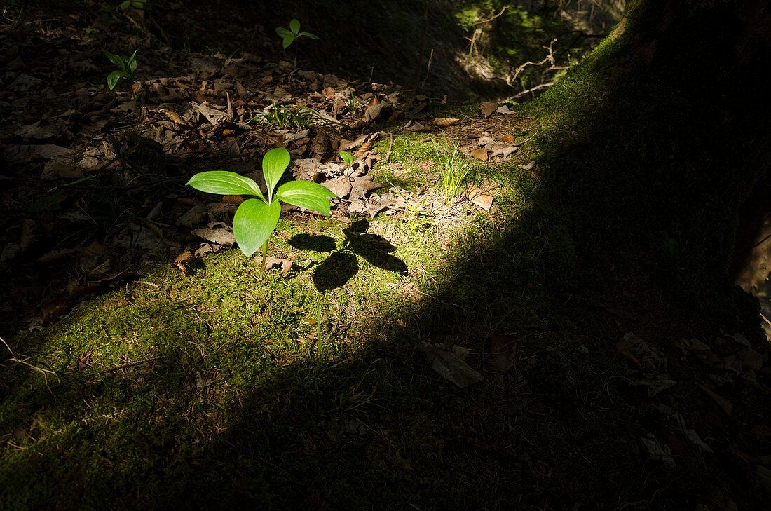 Forest ground, Uetliberg, canton of Zurich, Switzerland