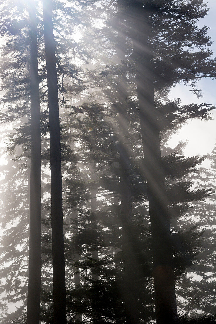 Fir trees in a wood, Abies, Rigi, canton of Schwyz, Switzerland