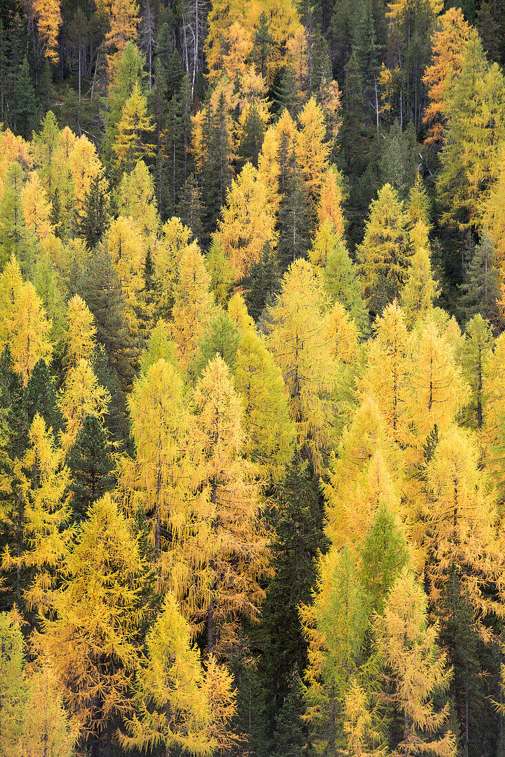Larches, Ofenpass, canton of Grisons, Switzerland