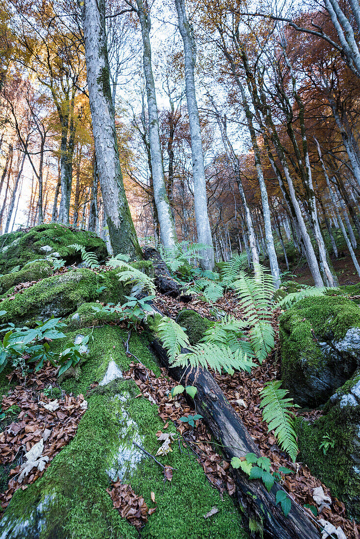 Ferns in a Beech forest, canton of Glarus, Switzerland