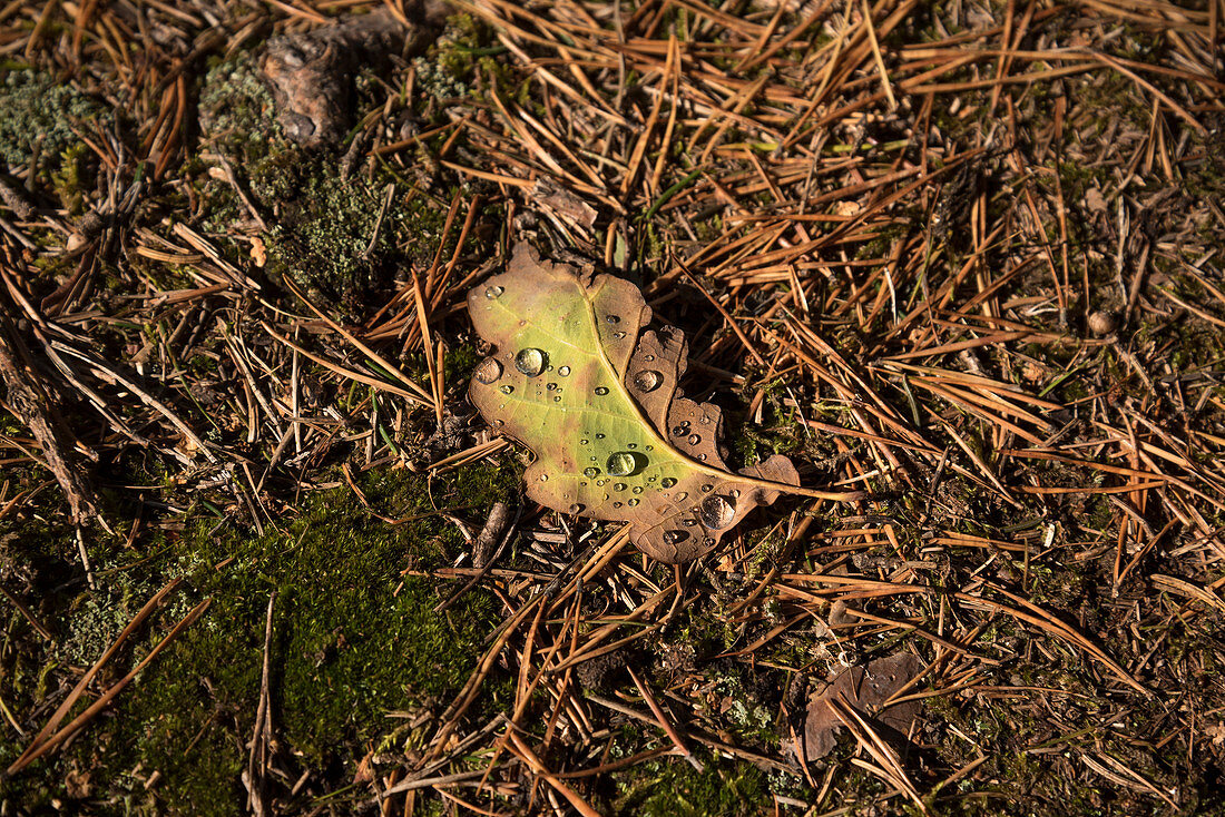 Oak leaf, canton of Uri, Switzerland