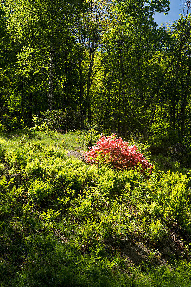 Blooming Rhododendron and Birch trees, Ferns, canton of Ticino, Switzerland