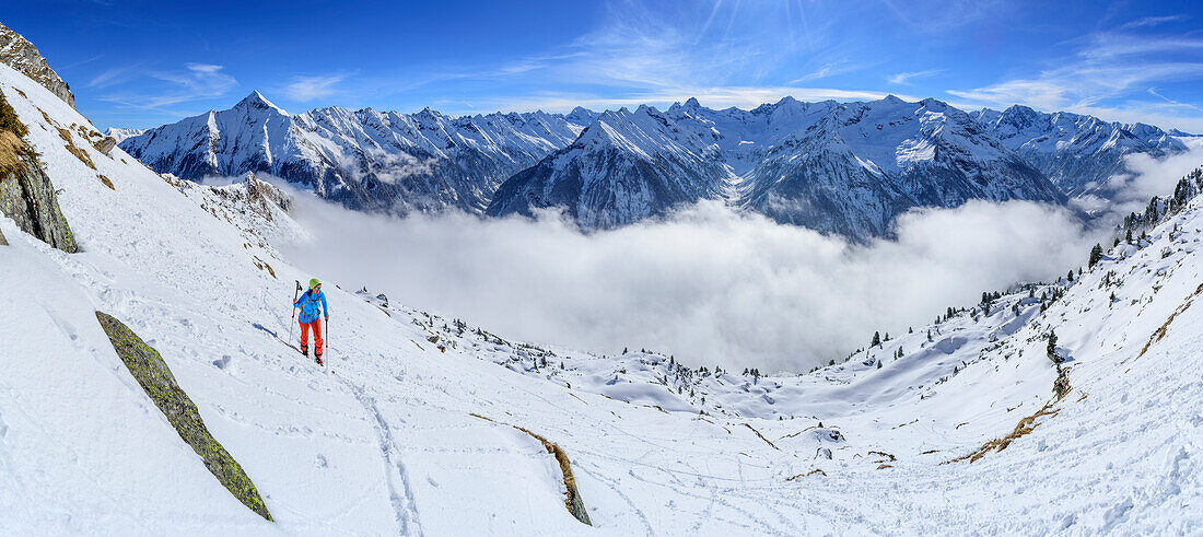 Panorama with woman backcountry skiing ascending towards Nestspi, Zillertal Alps in background, Nestspitze, Zillertal, Zillertal Alps, Tyrol, Austria