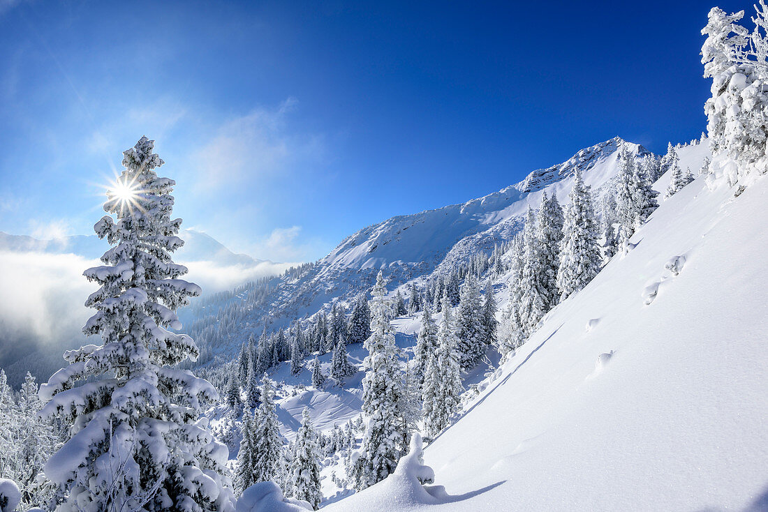 Snow covered trees with Scheinbergspitze in background, Scheinbergspitze, Ammergau Alps, Upper Bavaria, Bavaria, Germany