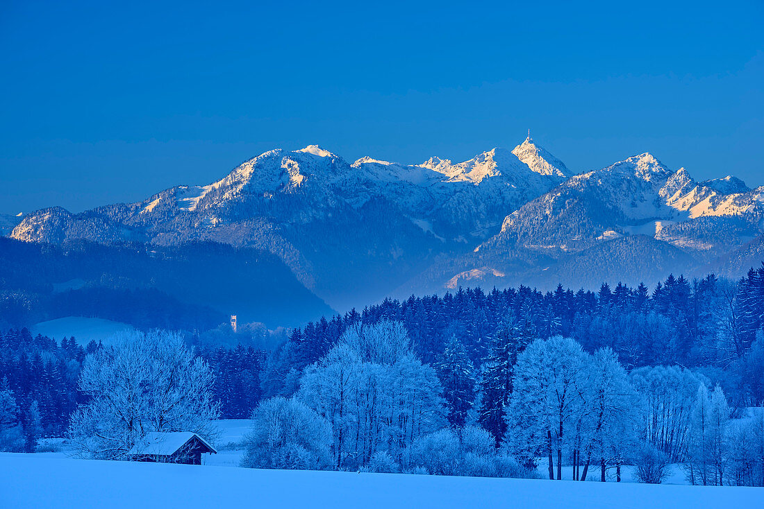 Verschneite Bäume mit Mangfallgebirge mit Wendelstein im Hintergrund, Samerberg, Chiemgauer Alpen, Chiemgau, Oberbayern, Bayern, Deutschland