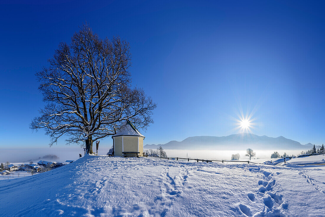 Snow covered tree and chapel with Hochries in background, Steinkirchen, Samerberg, Chiemgau Alps, Chiemgau, Upper Bavaria, Bavaria, Germany