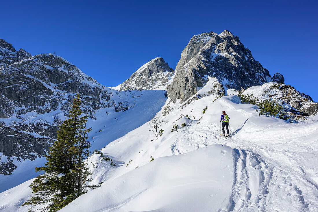 Woman backcountry skiing ascending towards Hochkoenig, Alblegg in background, Hochkoenig, Berchtesgaden Alps, Salzburg, Austria