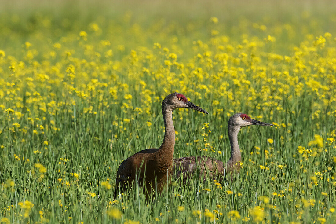'Yellow canola fields make a good feeding site for migrating Sandhill cranes (Grus canadensis) who stop there, Creamer's Field Refuge; Fairbanks, Alaska, United States of America  '