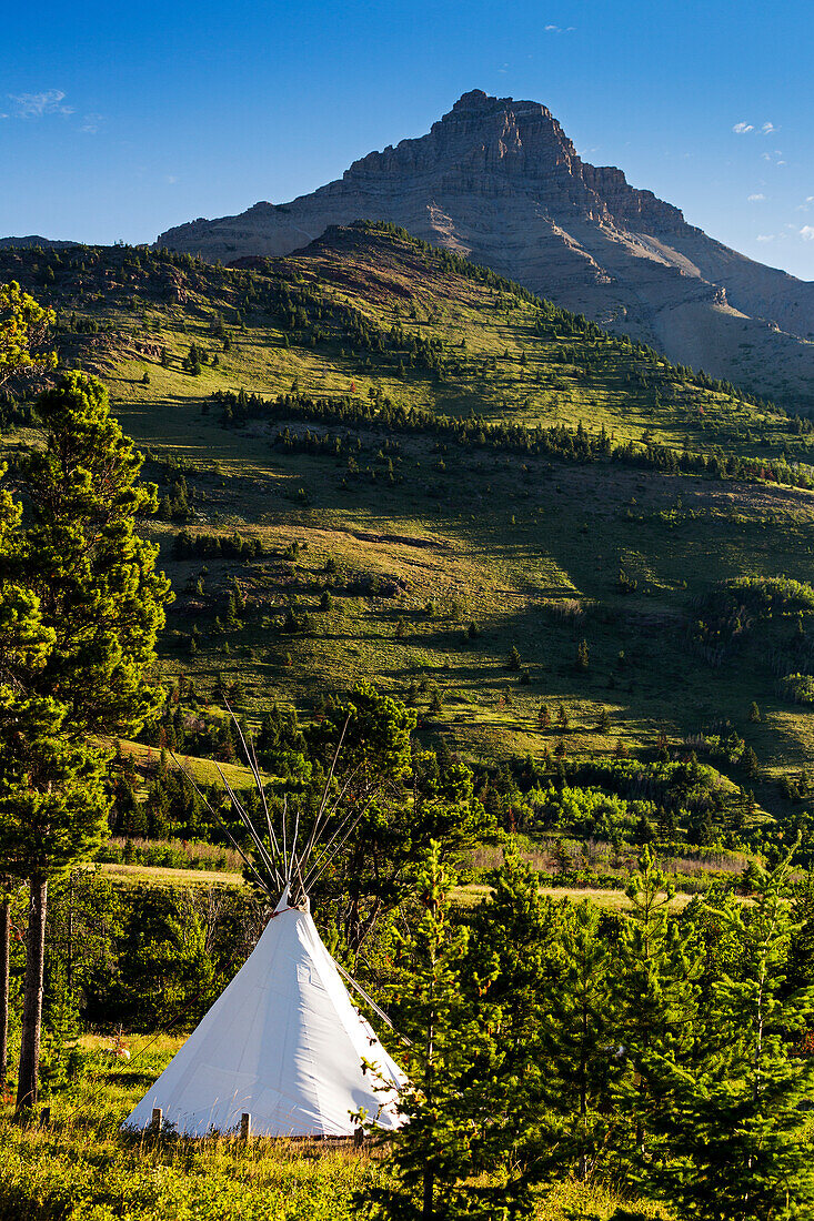 'Large white canvas teepee in a treed field with green hillside and mountain peak in the background; Waterton, Alberta, Canada'